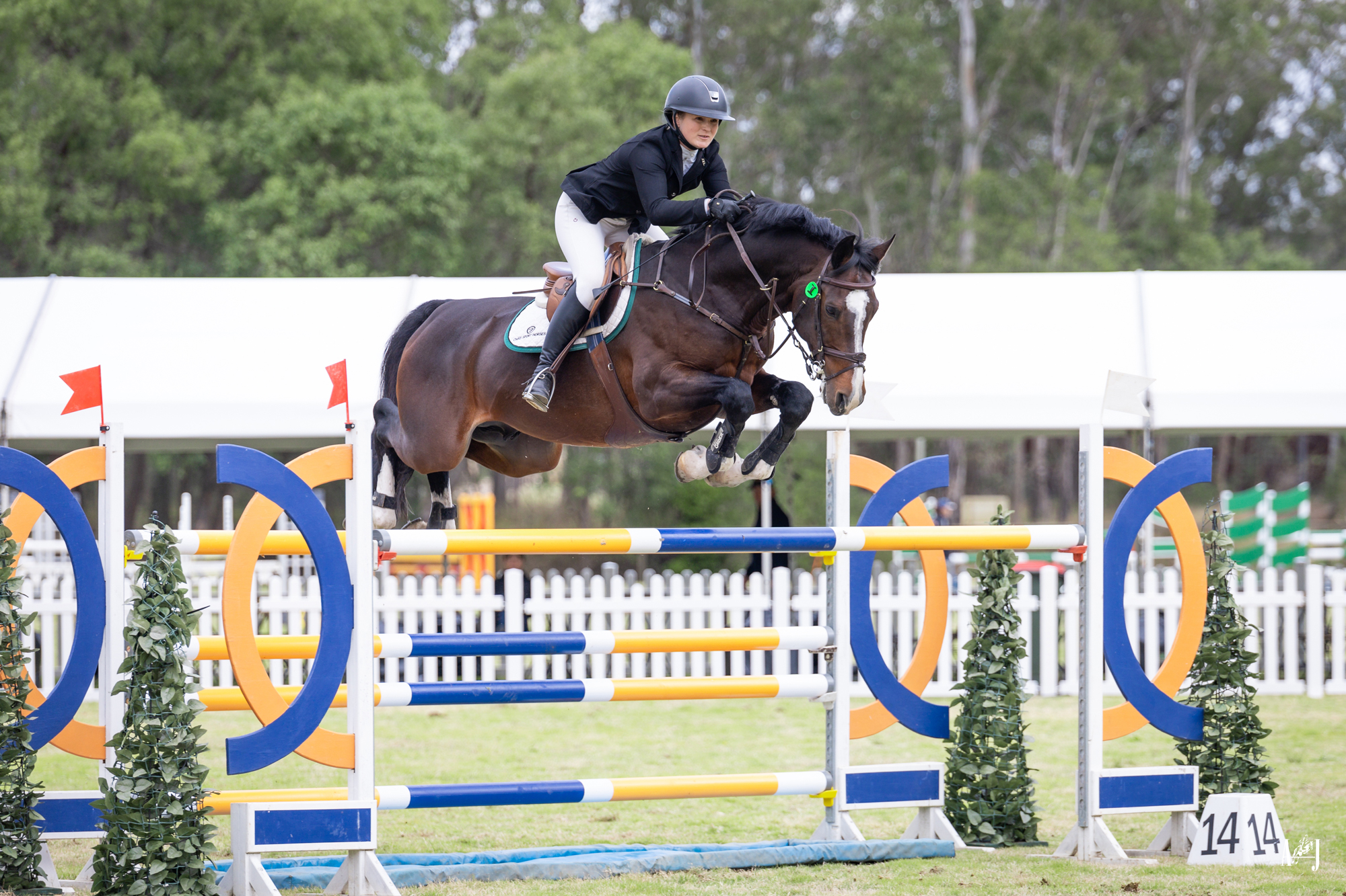 Oaks Sport Horses at NSW State Championships