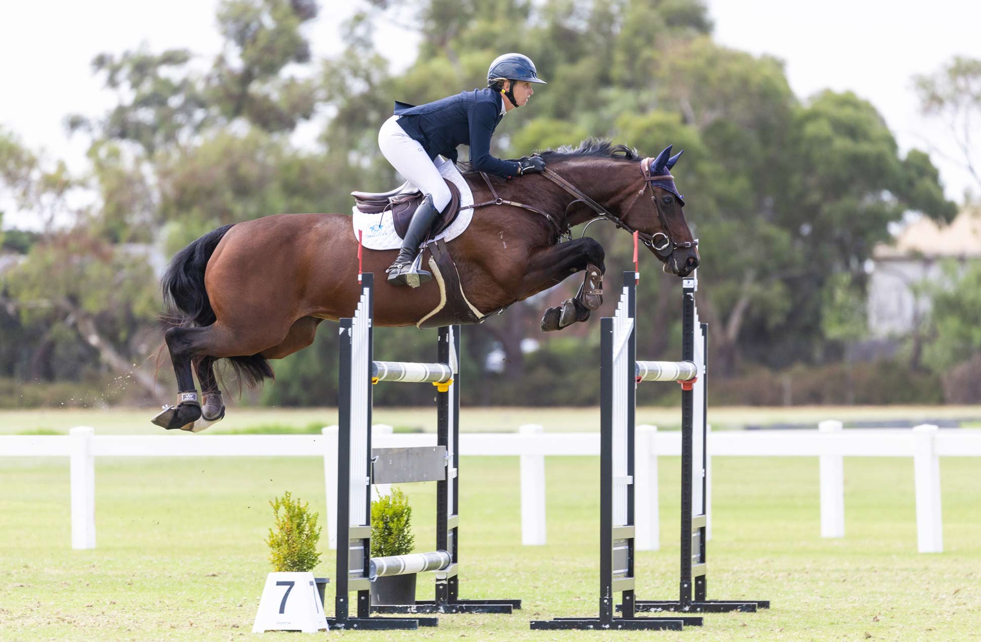 Oaks Horses on form at DJWTS
