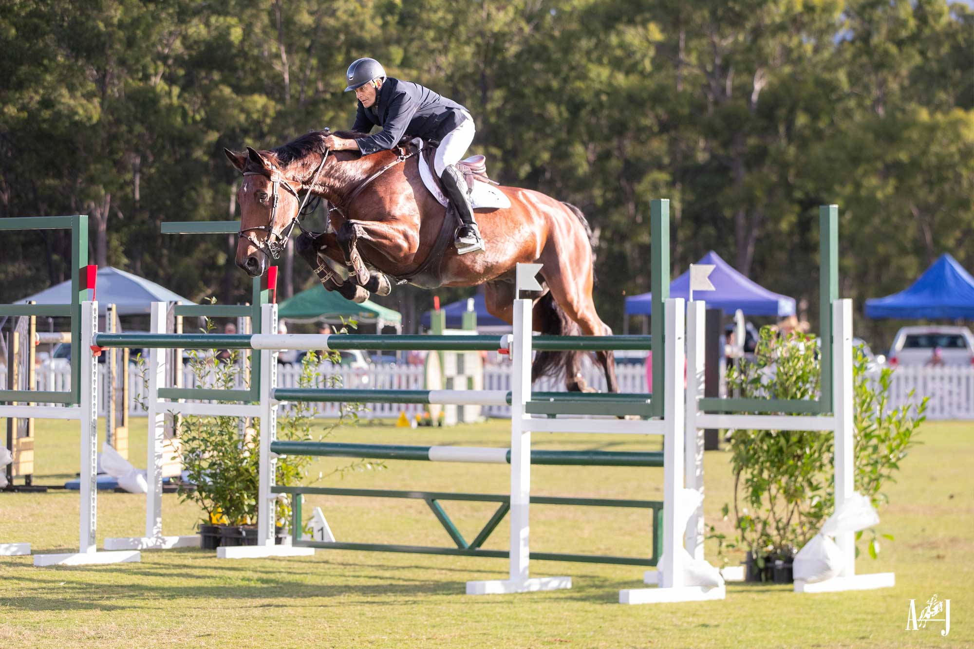 Oaks Sport Horses: Leading the Way
