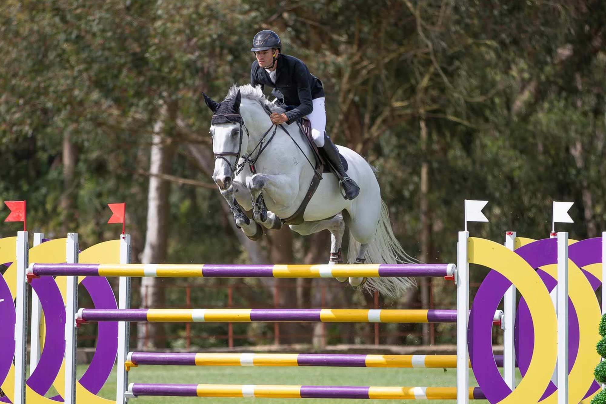 Oaks Ventriloquist Named NSW Jumping Horse of the Year